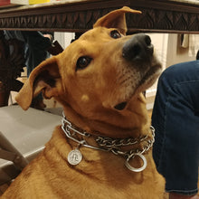 Load image into Gallery viewer, Saint Francis of Assisi Pet Medal